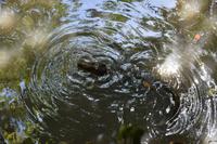 Nationalpark Corcovado