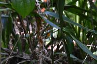 Nationalpark Corcovado