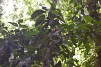 Nationalpark Corcovado