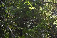 Nationalpark Corcovado