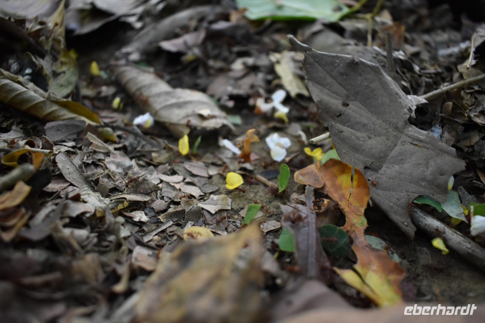 Nationalpark Corcovado
