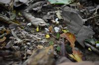 Nationalpark Corcovado
