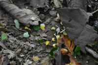 Nationalpark Corcovado