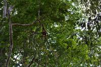 Nationalpark Corcovado