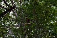 Nationalpark Corcovado