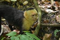 Nationalpark Manuel Antonio
