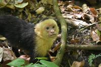 Nationalpark Manuel Antonio