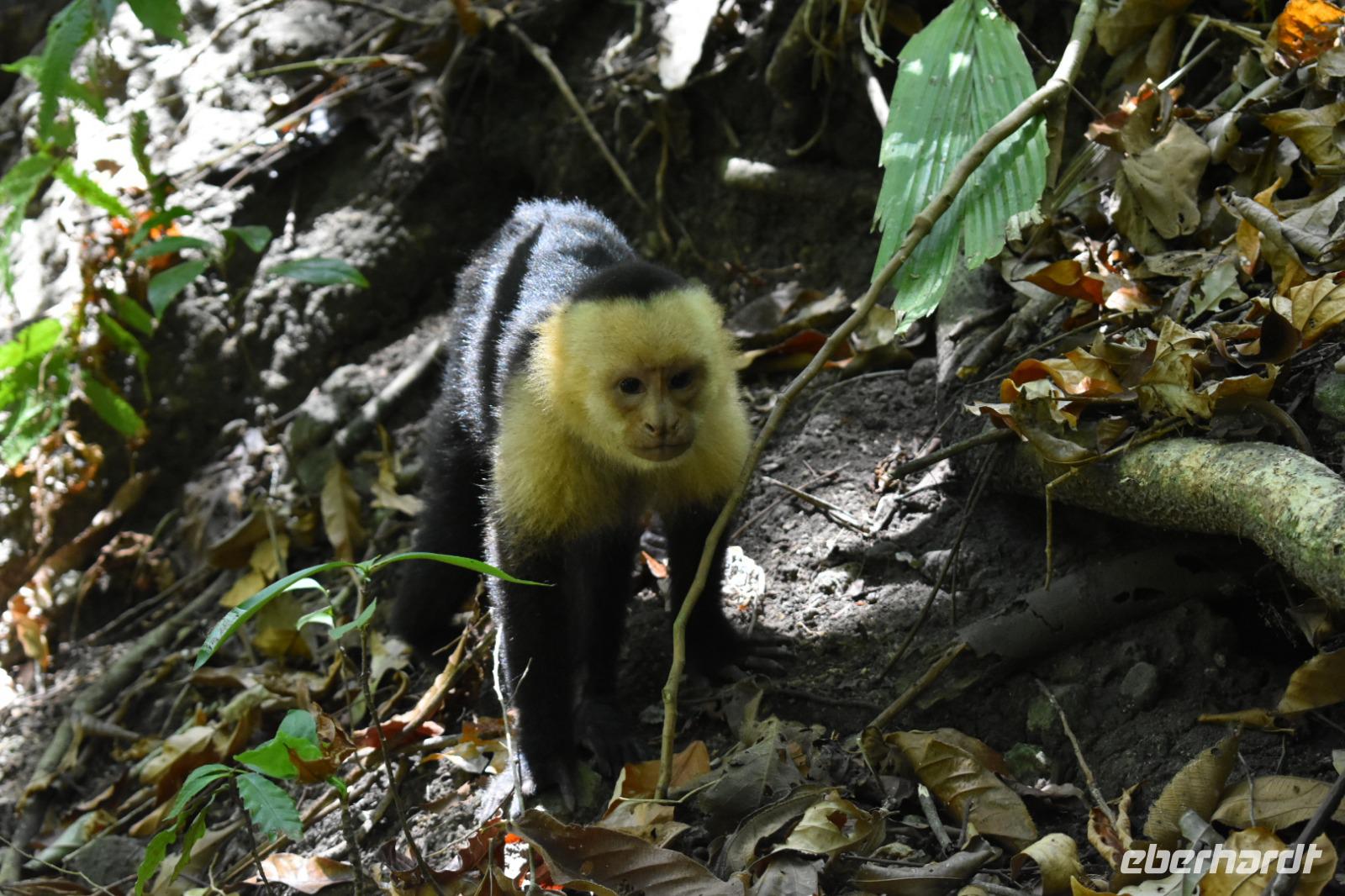 Nationalpark Manuel Antonio