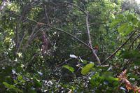 Nationalpark Manuel Antonio