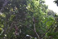 Nationalpark Manuel Antonio