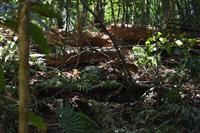 Nationalpark Manuel Antonio