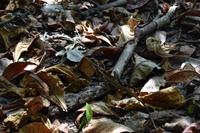 Nationalpark Manuel Antonio