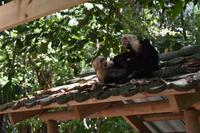 Nationalpark Manuel Antonio