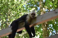 Nationalpark Manuel Antonio