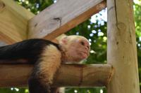 Nationalpark Manuel Antonio