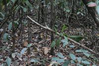 Nationalpark Manuel Antonio