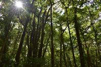 Arenal Volcano National Park