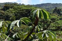 Arenal Volcano National Park