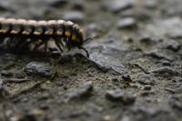 Arenal Volcano National Park