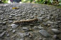 Arenal Volcano National Park