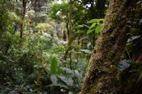 Arenal Volcano National Park