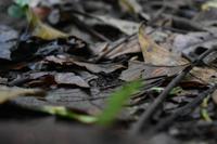 Arenal Volcano National Park