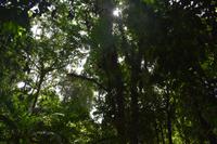 Arenal Volcano National Park
