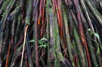 Arenal Volcano National Park