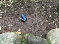 Der blaue Morpho