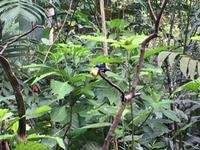 red legged Honeycreeper