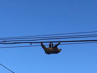 ein Faultier ist unterwegs