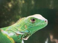 Gruene Iguana schaut