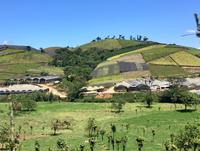 Zimmerpflanzenplantagen