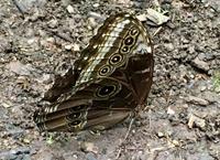 der geschlossene Morpho