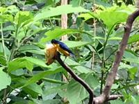 Gelb gekroente Euphonia