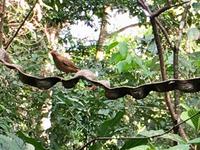 Costa Ricas Nationalvogel