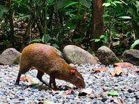 ein Agouti