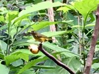 Grau gekroentes Gelbkelchen