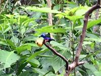 noch ein Honeycreeper