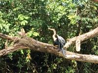 der Kormorant sonnt sich