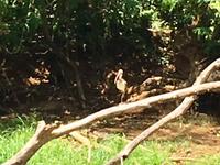 Yogastunde fuer Voegel