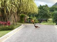 Grosser Curassow (Pfau)