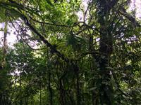 Bromelien wohin man schaut