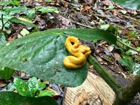 wunderbare Gelbschlange