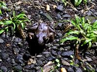 glaenzender Waldfrosch (ist echt sein Name!)