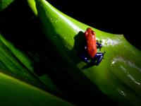 der Bluejeans Frosch