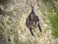 die Fledermaus schlaeft ! 