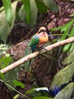 hmmm..ein toller Vogel