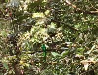 Der gruene Quetzal no 3 von 5