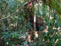 Dir Wurzel des Feigenbaumes